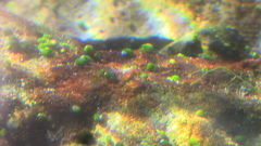 Pyrgulopsis avernalis