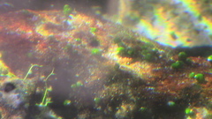 Pyrgulopsis avernalis