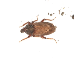 Listroderes costirostris