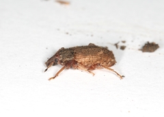 Listroderes costirostris