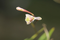 Epidendrum schlimii