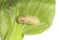 Listroderes costirostris