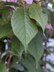 Prunus serrulata