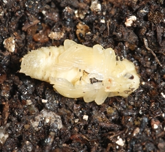 Listroderes costirostris