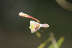 Epidendrum schlimii