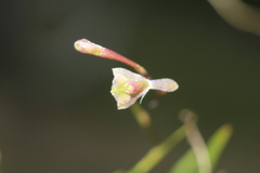 Epidendrum schlimii