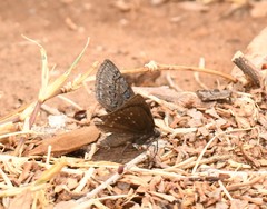 Erynnis brizo