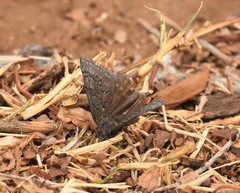 Erynnis brizo