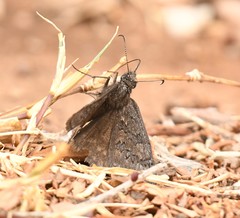 Erynnis brizo