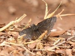 Erynnis brizo