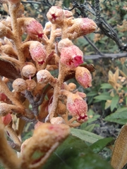 Gaultheria tomentosa