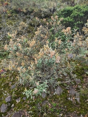 Gaultheria tomentosa