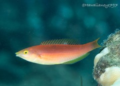 Pseudojuloides cerasinus