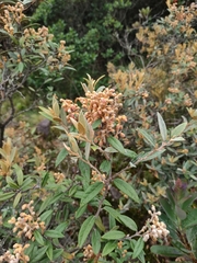 Gaultheria tomentosa