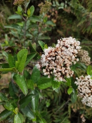 Ageratina pseudochilca