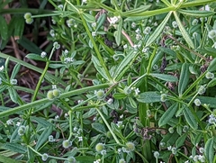 Galium aparine