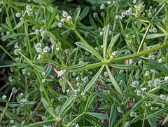 Galium aparine