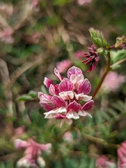 Hosackia stipularis ottleyi