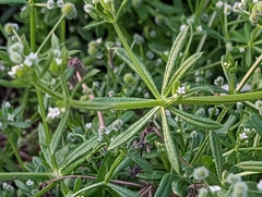 Galium aparine