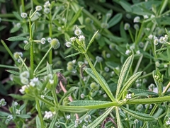 Galium aparine