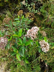 Ageratina pseudochilca