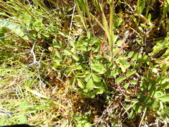 Rosa spithamea