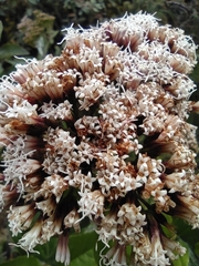 Ageratina pseudochilca