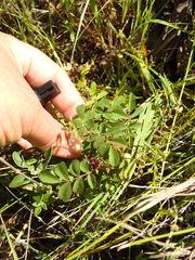 Rosa spithamea