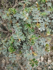 Polylepis lanuginosa