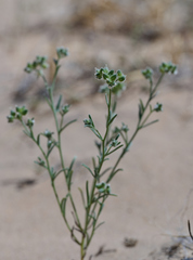 Cryptantha pterocarya pterocarya