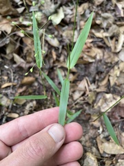 Dichanthelium equilaterale