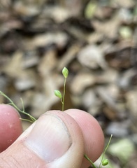 Dichanthelium equilaterale