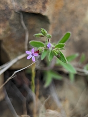 Allophyllum divaricatum