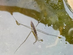 Aquarius paludum paludum