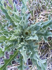 Cirsium tracyi