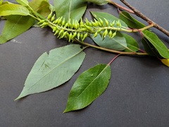 Salix serissima
