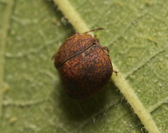 Megacopta laeviventris