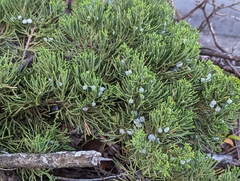 Juniperus virginiana
