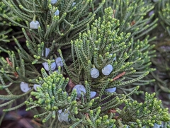 Juniperus virginiana