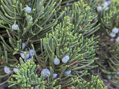 Juniperus virginiana