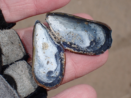 Blue Mussel