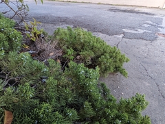 Juniperus virginiana