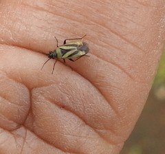 Plagiognathus moerens