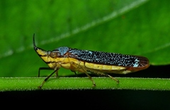 Raphirhinus phosphoreus