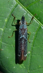 Raphirhinus phosphoreus