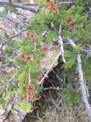 Mimosa aculeaticarpa biuncifera