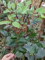 Zanthoxylum melanostictum