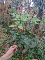 Zanthoxylum melanostictum