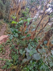 Zanthoxylum melanostictum