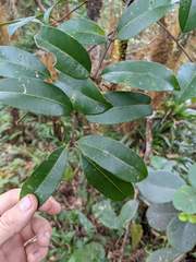 Zanthoxylum melanostictum